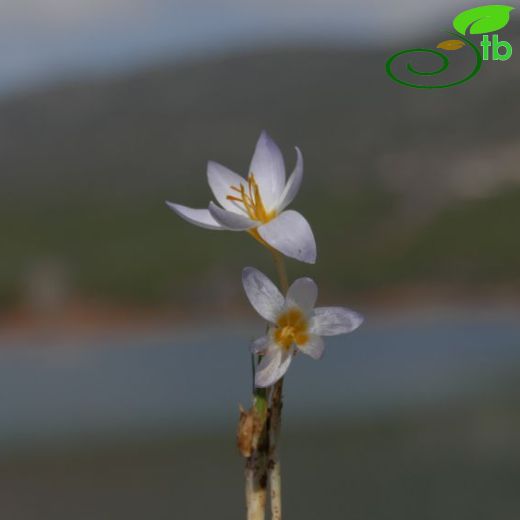 Crocus punctatus