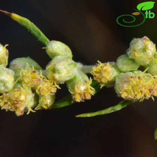 Artemisia vulgaris