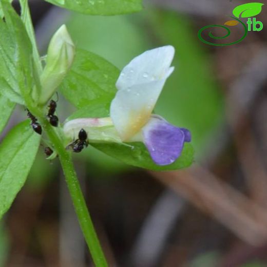 Vicia barbazitae