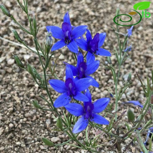 Delphinium armeniacum