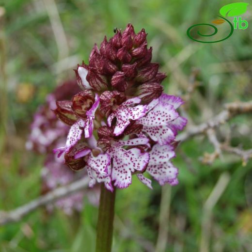 Orchis purpurea