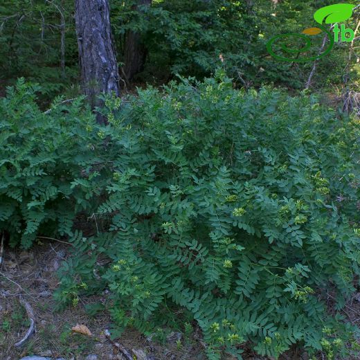 Astragalus fraxinifolius