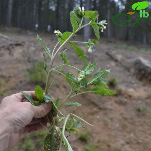 Symphytum anatolicum