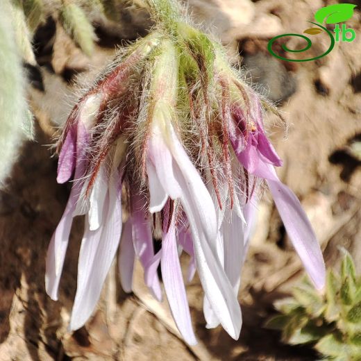 Astragalus nanus