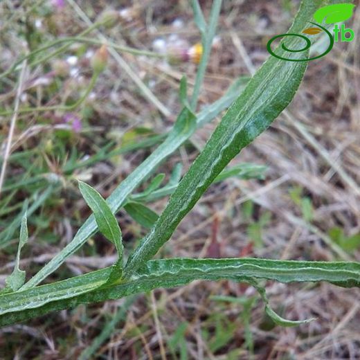 Centaurea solstitialis