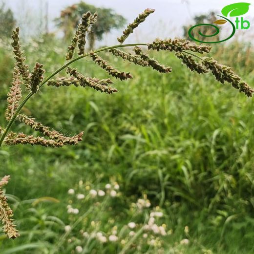 Echinochloa-Darıcan