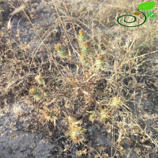 Cousinia stapfiana