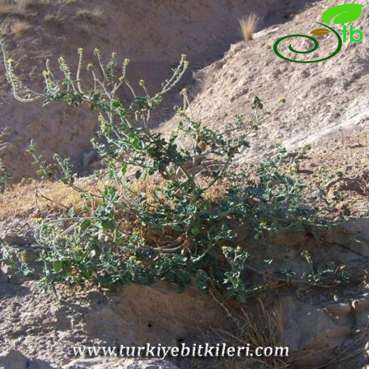 Heliotropium thermophilum