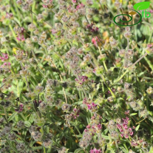 Sideritis-Dağçayı