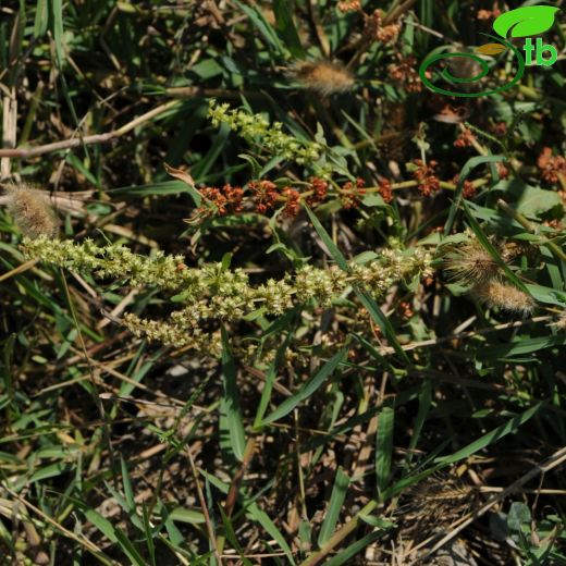 Rumex palustris