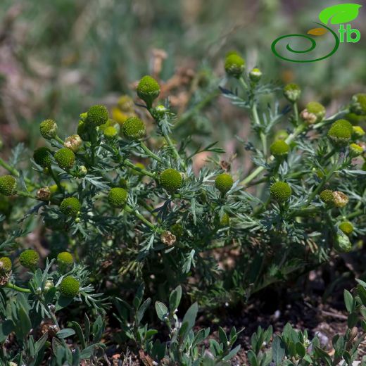 Matricaria matricarioides