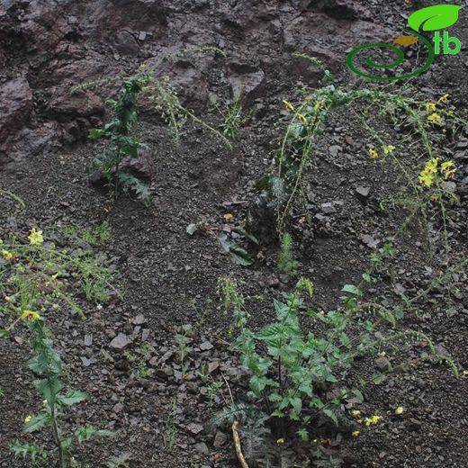 Verbascum meinckeanum