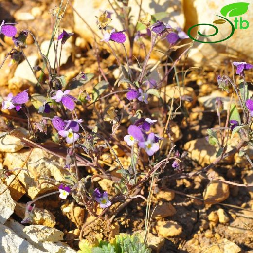 Violaceae-Menekşegiller