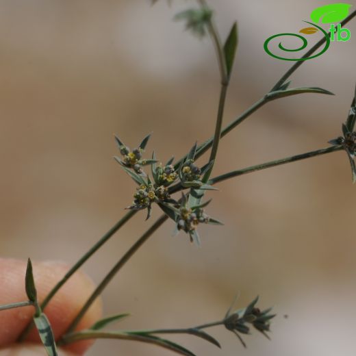 Bupleurum semicompositum