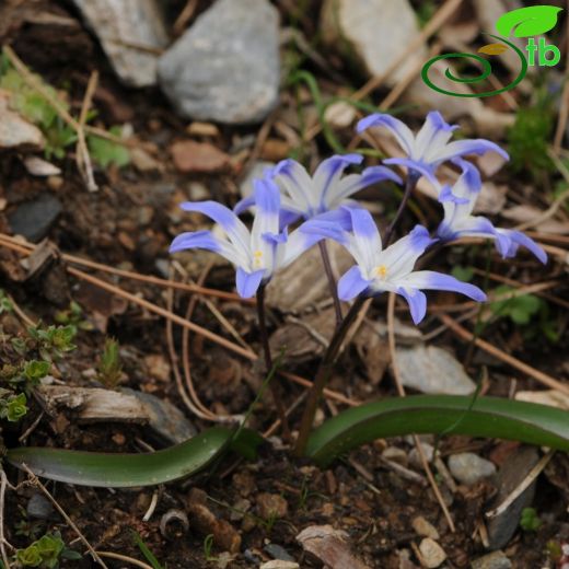 Chionodoxa salbacus