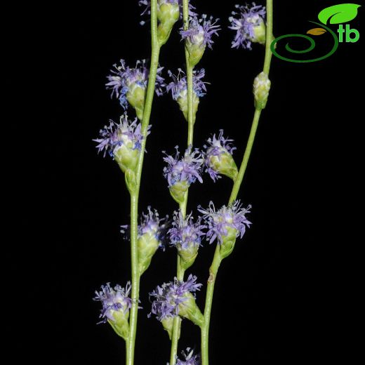 Globularia-Küreçiçeği