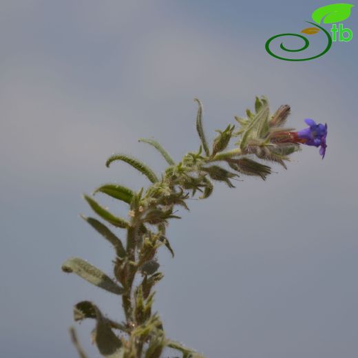 Alkanna areolata