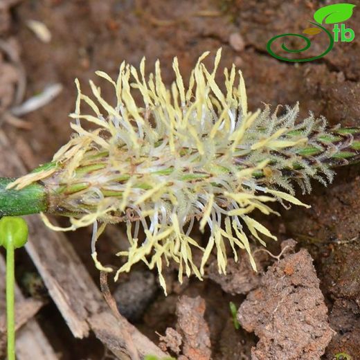 Eleocharis palustris