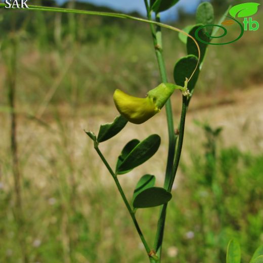 Coronilla valentina