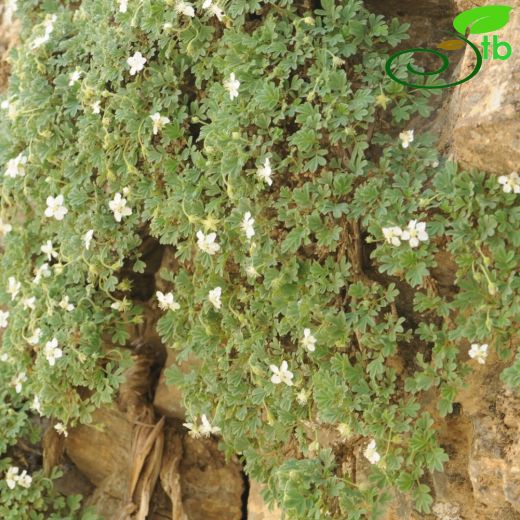 Potentilla lignosa