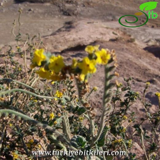 Heliotropium thermophilum