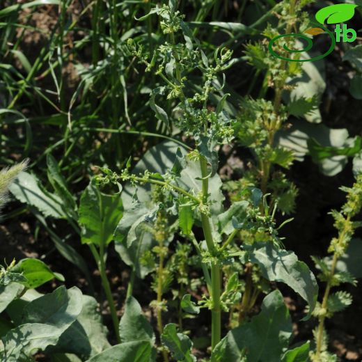 Rumex nepalensis