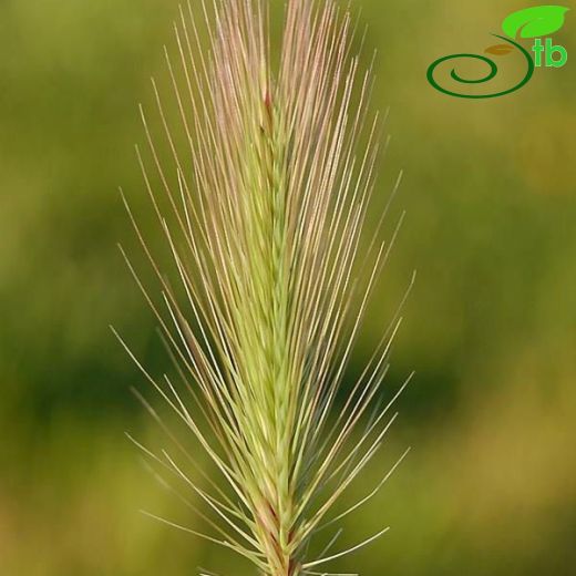 Hordeum marinum