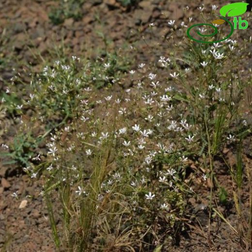 Gypsophila munzurensis