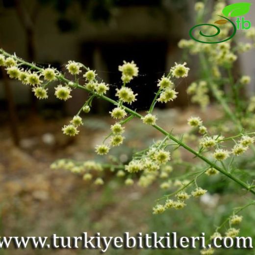 Artemisia annua