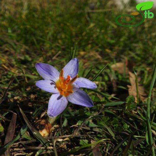 Crocus roseoviolaceus