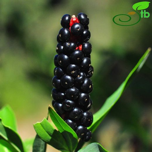 Phytolacca-Şekerciboyası