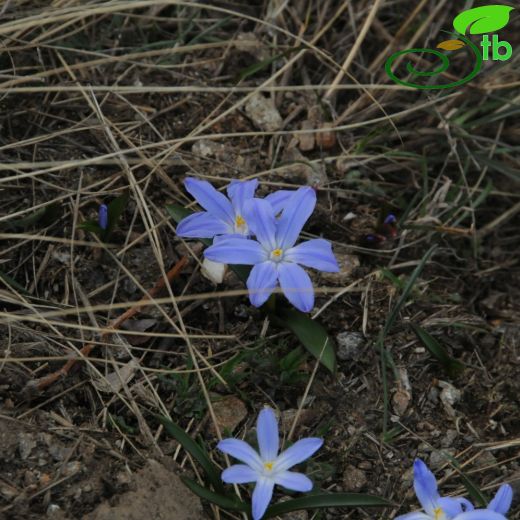 Chionodoxa luciliae