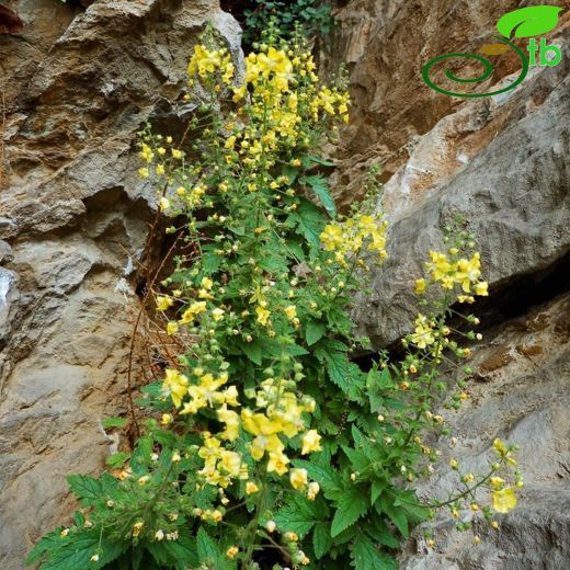 Verbascum luciliae