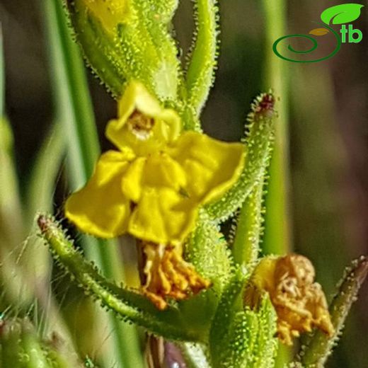 Orobanchaceae-Canavarotugiller