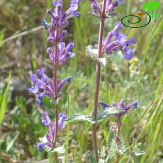 Nepeta racemosa