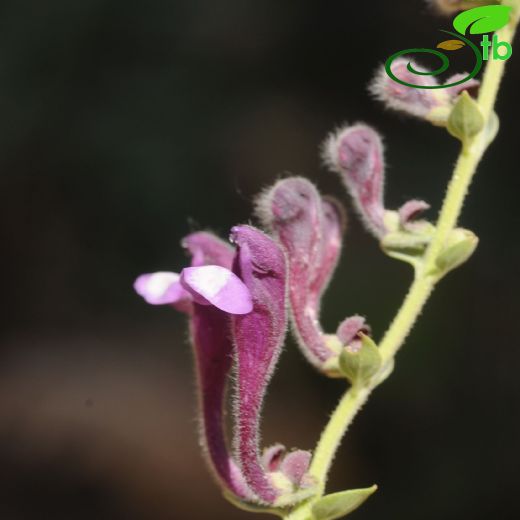 Scutellaria porphyrantha