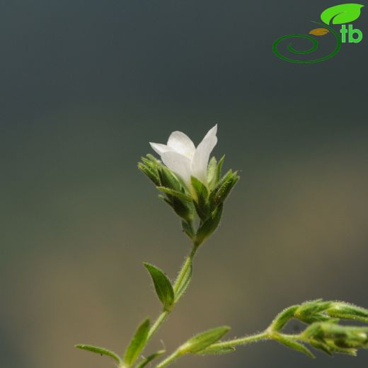 Minuartia saxifraga