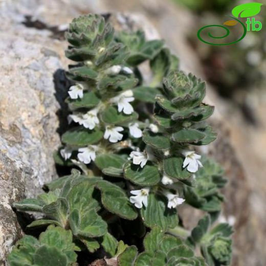 Ajuga vestita