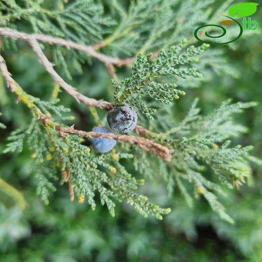 Juniperus-Ardıç