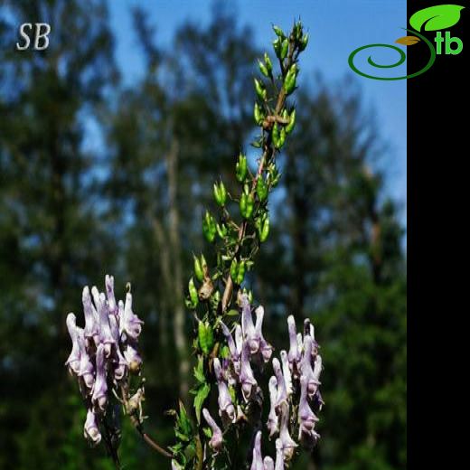 Aconitum orientale