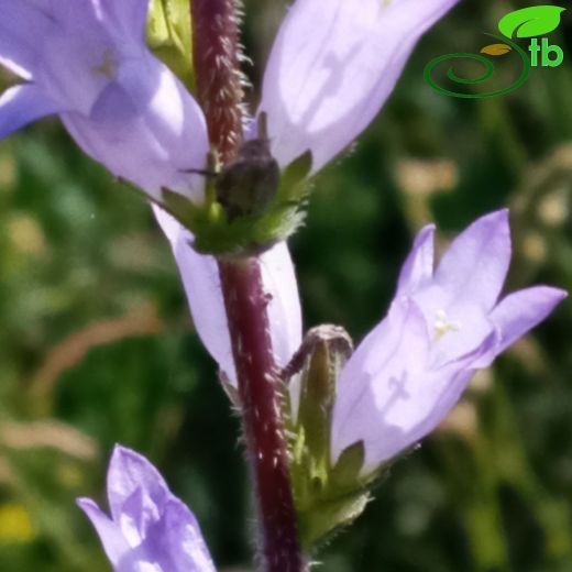 Campanula-Çançiçeği