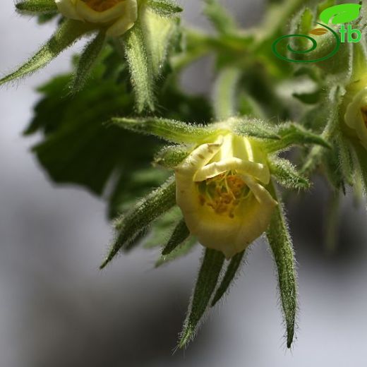Rosaceae-Gülgiller