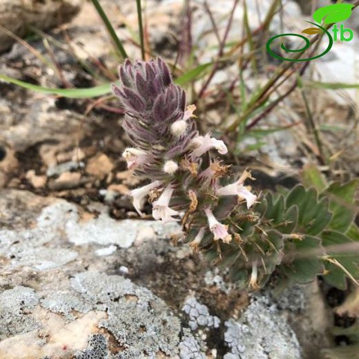 Ajuga vestita