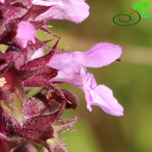 Stachys palustris