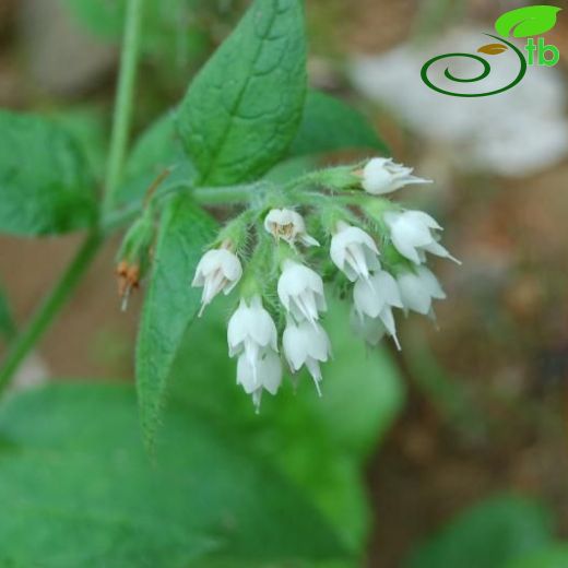 Symphytum pseudobulbosum