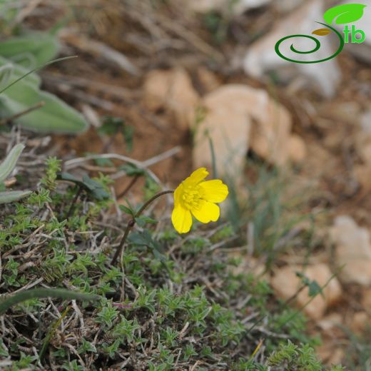 Ranunculus cadmicus