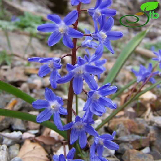 Chionodoxa sardensis