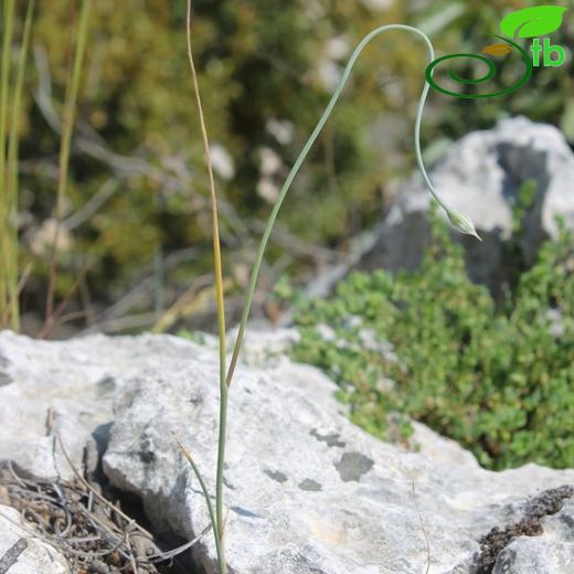 Allium bassitense