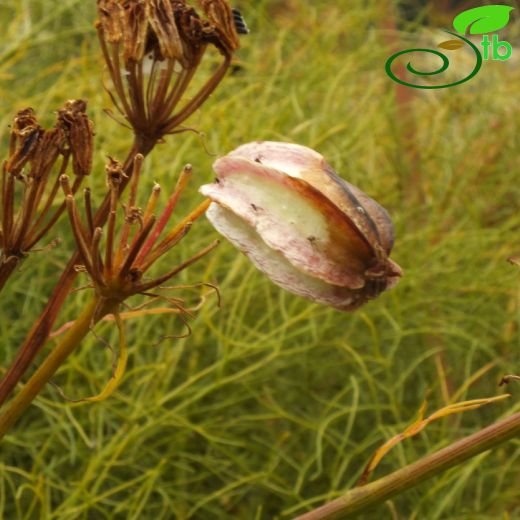 Apiaceae-Maydanozgiller