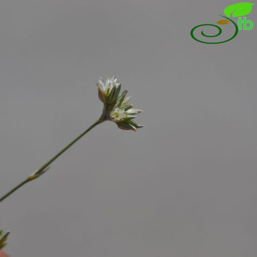 Minuartia leucocephaloides